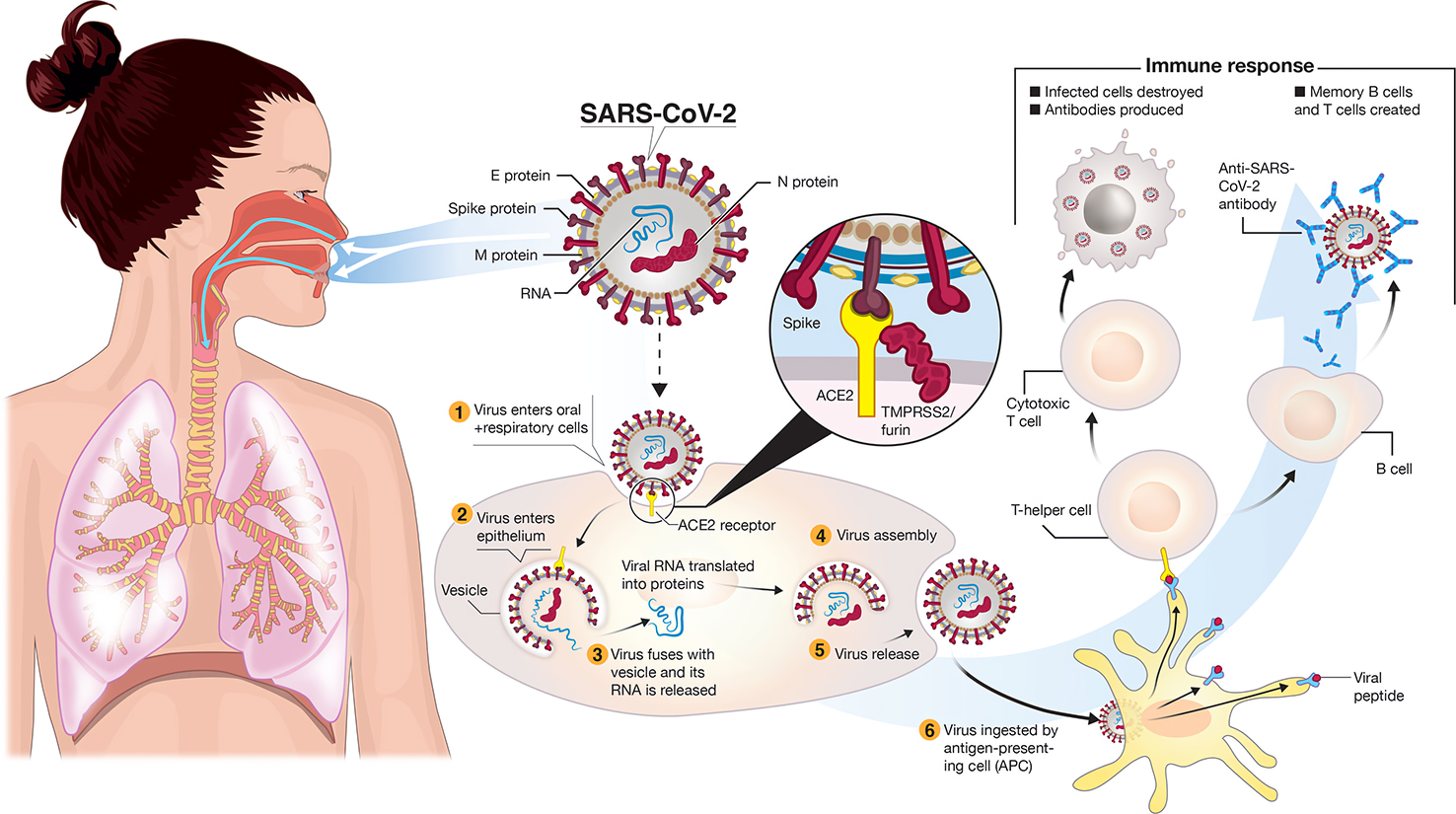 Featured image of post The Pandemic's Hidden Lesson: COVID Reveals Dark Link Between Viruses and Cancer